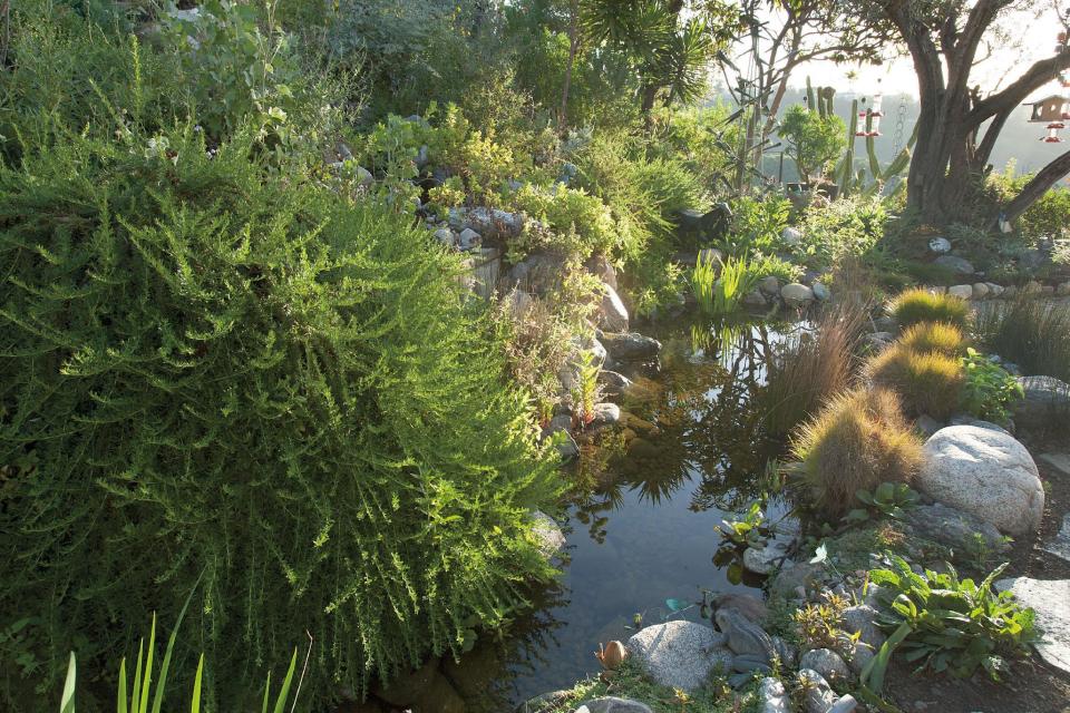 This 2015 photo provided by The G2 Gallery, shows a fish pond and California buckwheat in environmentalist, philanthropist and photographer Susan Gottlieb's baseball field-sized Gottlieb Native Garden surrounding her hillside home in Beverly Hills, Calif., and is featured in her 2016 book "The Gottlieb Native Garden: A California Love Story." (Susan Gottlieb/The G2 Gallery via AP)