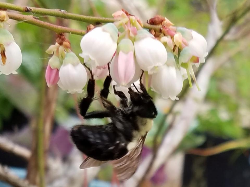 A bee knows the right time to pollinate blueberry flowers, but do you know when to prune your blueberry bushes? Learn more at the Fruitscapes website at trec.ifas.ufl.edu.