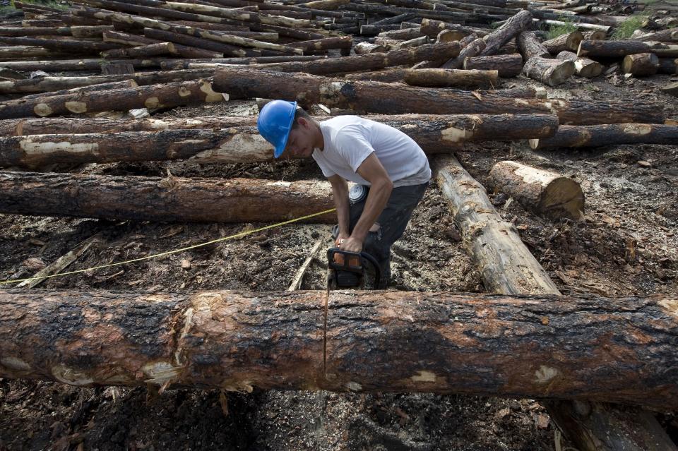 FILE - In this Aug. 25, 2009, file photo, Bo Burns cuts logs at K&B Timberworks Inc. in Reserve, N.M. A federal judge has halted tree-cutting activities on all five national forests in New Mexico and one in Arizona until federal agencies can get a better handle on how to monitor the population of the threatened Mexican spotted owl. The order issued earlier Sept. 2019, out of the U.S. District Court in Tucson covers 18,750 square miles. (AP Photo/Chris Carlson, File)