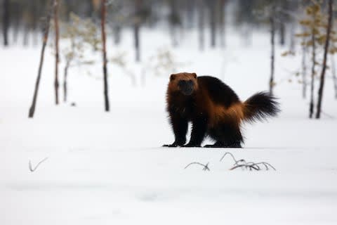 The elusive wolverine - Credit: All rights reserved/Karel Bartik