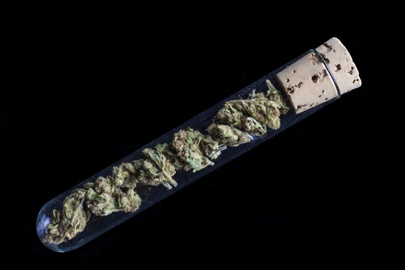 Marijuana buds in a test tube against a black background