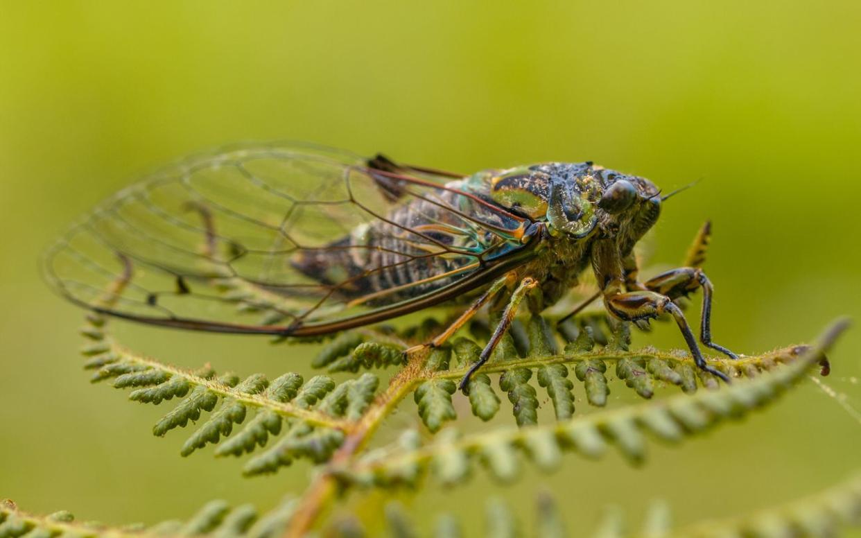 Cicade on Fern Leaf