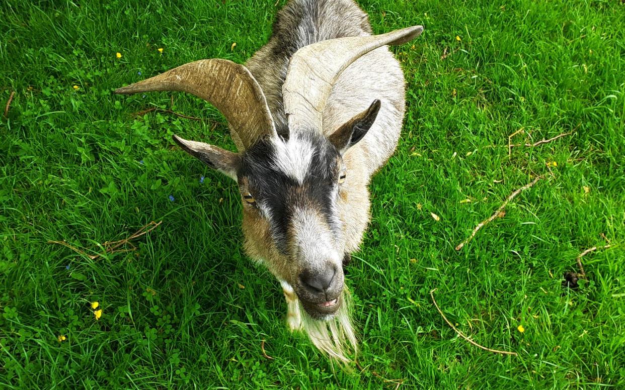 Goats became alert and gazed towards the sound when there was a shift between a happy to an angry voice