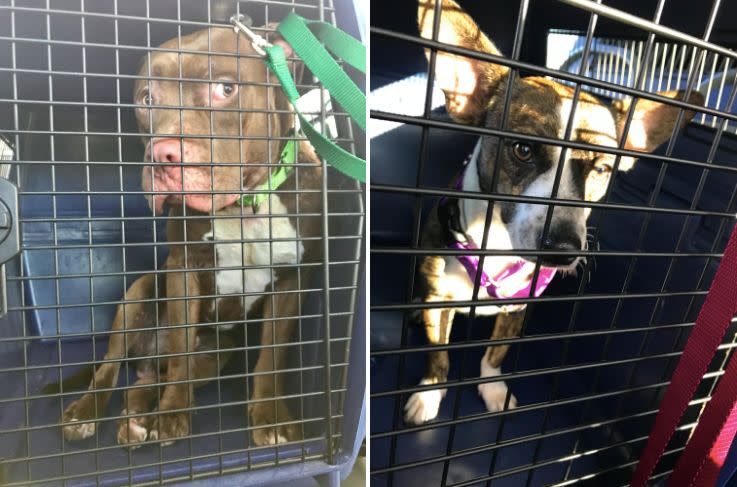 Roughly 200 dogs and cats are heading to new lives in the northeast this week after being pulled from storm-hit shelters in South Florida.