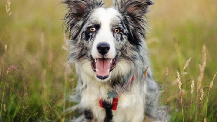 1. Border Collie