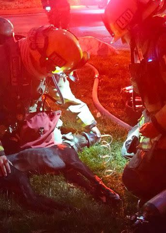 <p>Unified Fire/Instagram</p> Firefighters administer CPR to a dog they rescued from a Utah fire