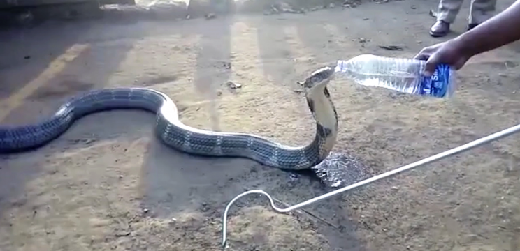 The snake came to the village in search of water (Picture: Caters)