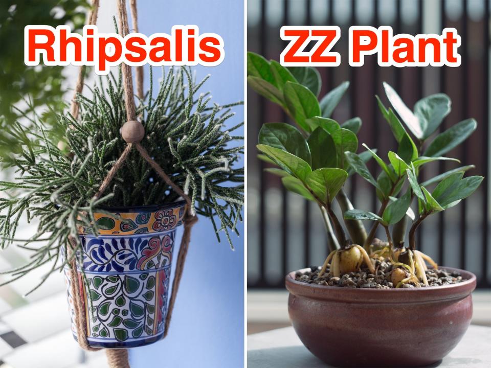 Left: A labeled close-up of a Rhipsalis Right: A labeleed close-up of Zz Plant