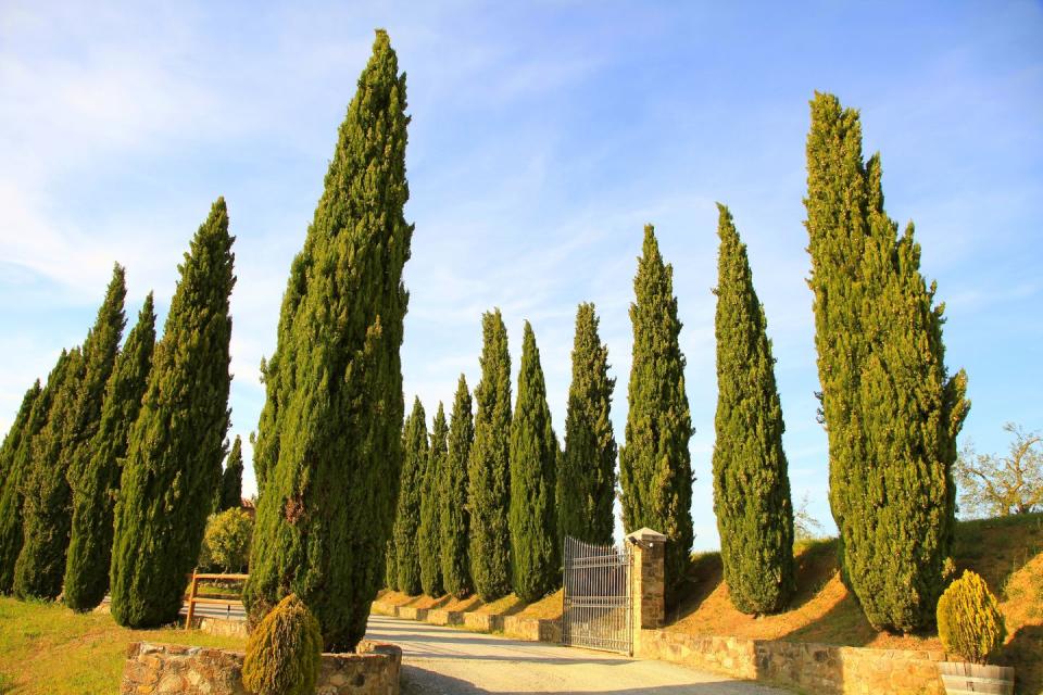 2) Italian Cypress Tree