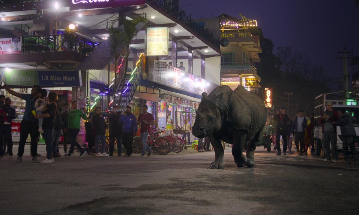 <span>A rhino’s commute … Our Living World. </span><span>Photograph: Netflix</span>