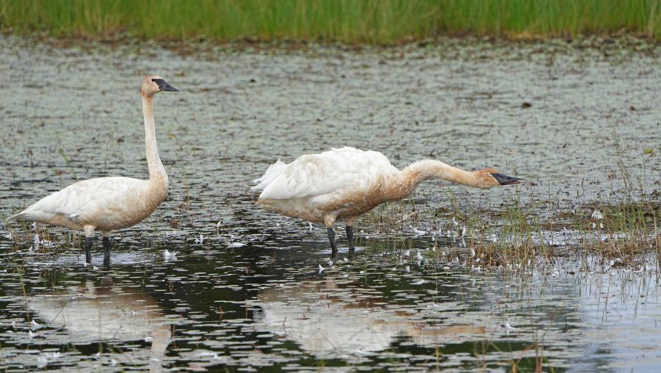 A pair of trumpeter swans are shown Thursday, September 7, 2023, at the Crex Meadows Wildlife Area in Grantsburg, Wis. Some residents who live near the 30,000 acre state-owned property of wetlands, brush prairies and forests in Burnett County have often complained to the Natural Resources Board about high water flooding their land and damaging roads. They take issue with the Department of Natural Resources' position that the high water is a natural phenomenon not caused by management actions.