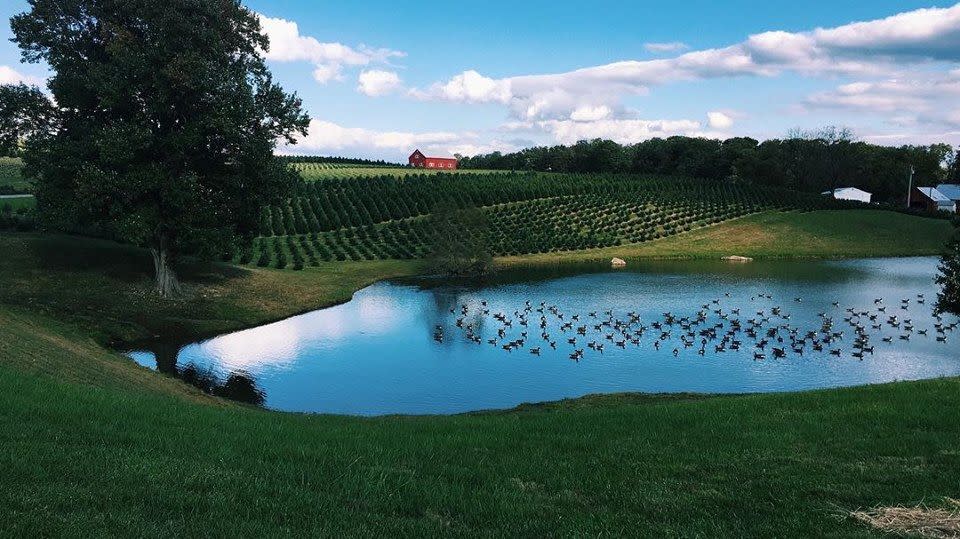 Maryland: Wolfe's Pine Valley Farms, Sykesville