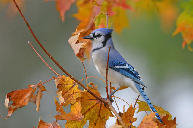 Any tips for telling male and female blue jays apart? : r/birding