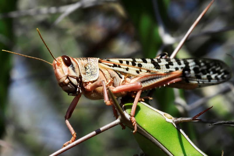 FILE PHOTO: A desert locust is seen feeding on a plantation in a grazing land on the outskirt of Dusamareb in Galmudug region