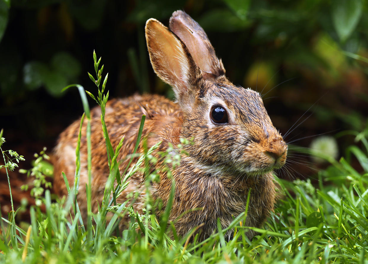 Pembroke, MA - June 9: An Eastern Cottontail rabbit feeds on weeds in a Pembroke front yard. (Photo by John Tlumacki/The Boston Globe via Getty Images)