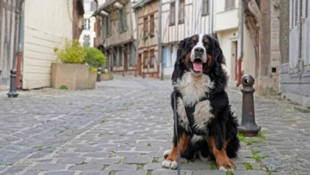 what is the best large breed dog for an apartment