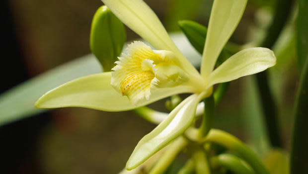 A vanilla orchid. / Credit: CBS News