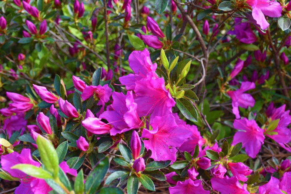 Azaleas require specific cultural conditions including acidic soil to flower year after year.