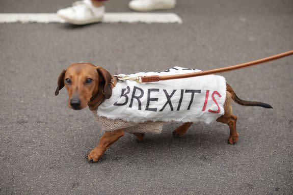 Even dogs joined the march.