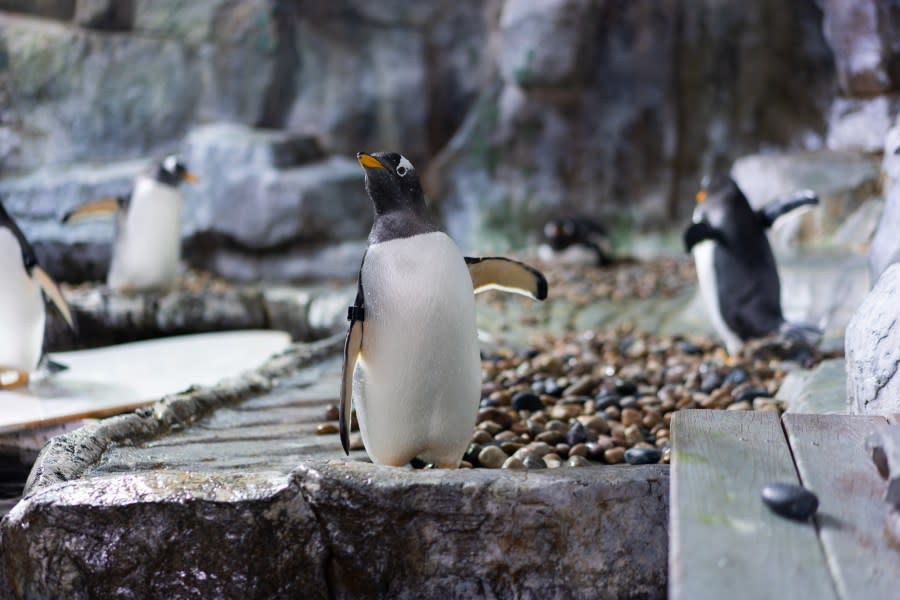 Gentoo penguins at the Loveland Living Planet Aquarium. (Courtesy of the Loveland Living Planet Aquarium)