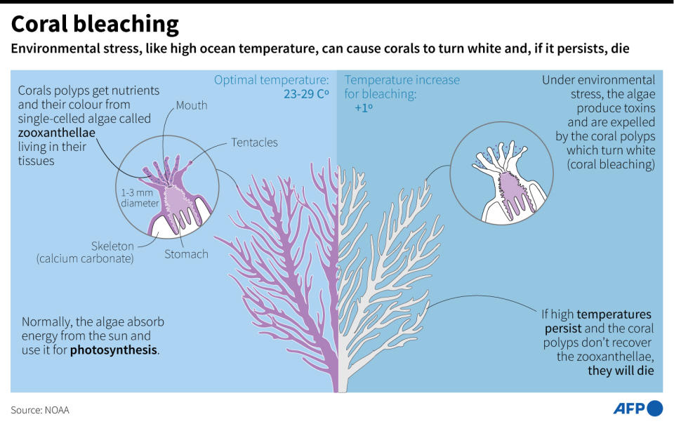 <span>Graphic explaining the process of coral bleaching which can occur following higher than normal ocean temperatures</span><div><span>Jonathan WALTER</span><span>Jean-Michel CORNU</span><span>AFP</span></div>