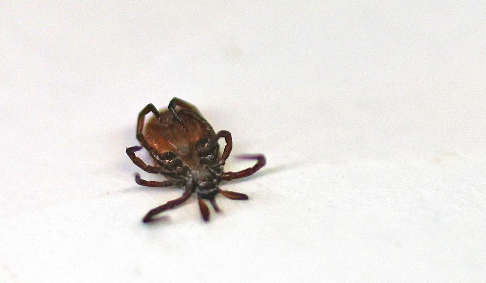 This deer tick was embedded in a Marshfield woman's neck on March 11, 2024.