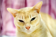 <p>Kymian Hannah, a Red Burmese Cat participates in the GCCF Supreme Cat Show at National Exhibition Centre on October 28, 2017 in Birmingham, England. (Photo: Shirlaine Forrest/WireImage) </p>