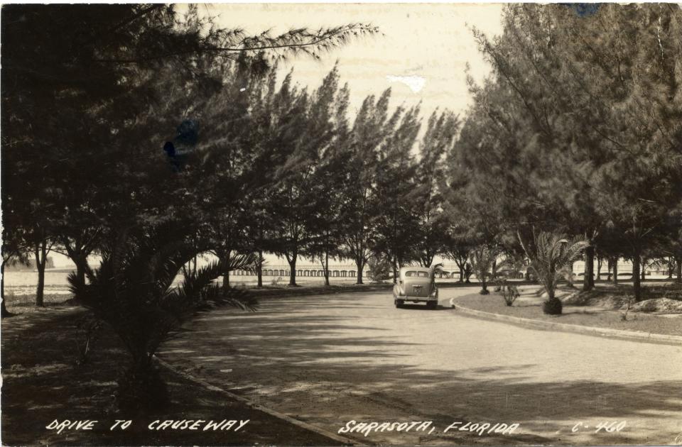 Australian Pines lining the way to St. Armands.