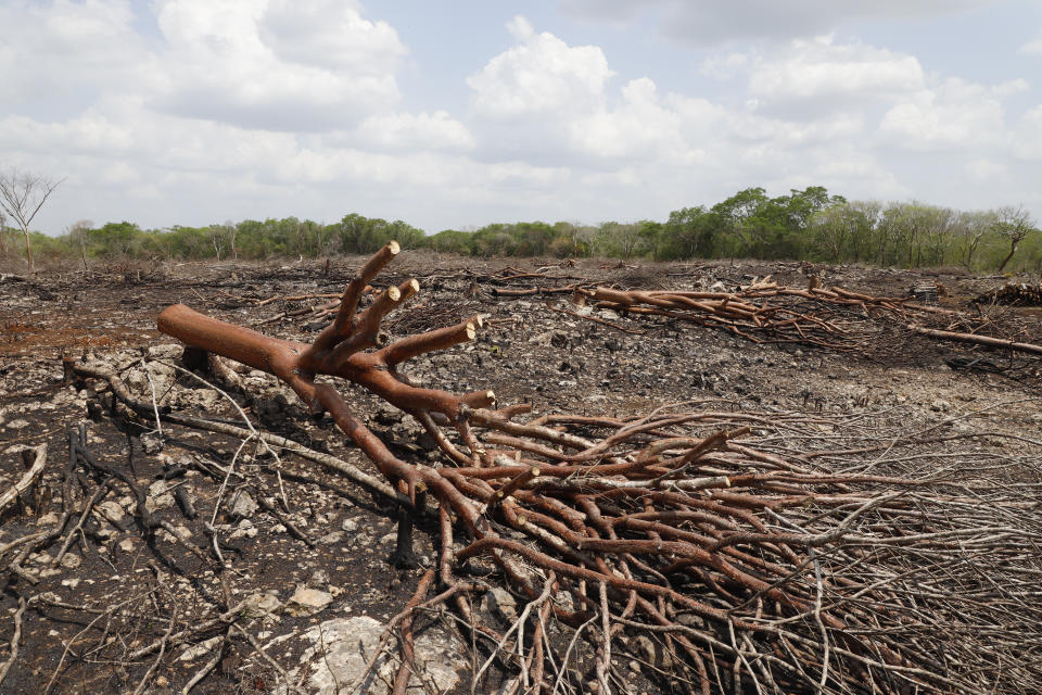 Trees are felled before seedlings are planted at a Planting Life site, a jobs and reforestation program promoted by Mexican President Andres Manuel Lopez Obrador, in Kopoma, Yucatan state, Mexico, Thursday, April 22, 2021. President Lopez Obrador is making a strong push for his oft-questioned tree-planting program, trying to get the United States to help fund expansion of the program into Central America as a way to stem migration. (AP Photo/Martin Zetina)