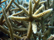 In this March 16, 2012 photo released by the Puntacana Ecological Foundation, a healthy coral grows in Punta Cana, Dominican Republic. Some scientists predict that coral is headed for extinction, possibly within this century. (AP Photo/Puntacana Ecological Foundation, Victor Manuel Galvan)