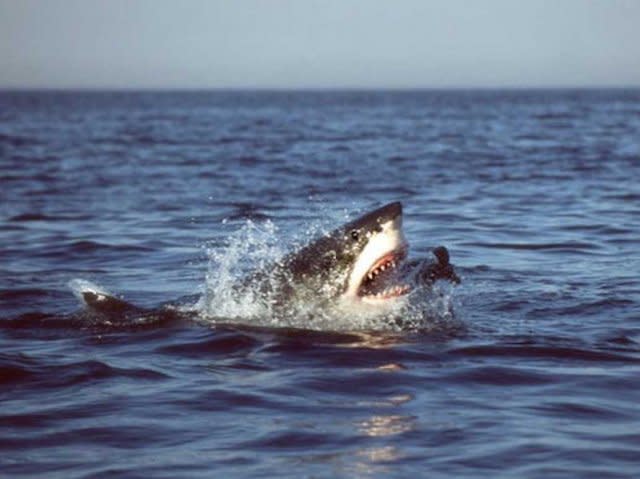 090622 shark profile 02