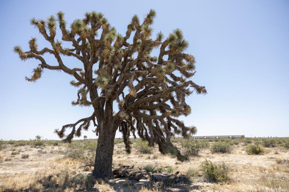 A large Joshua tree rises from a desert landscape.