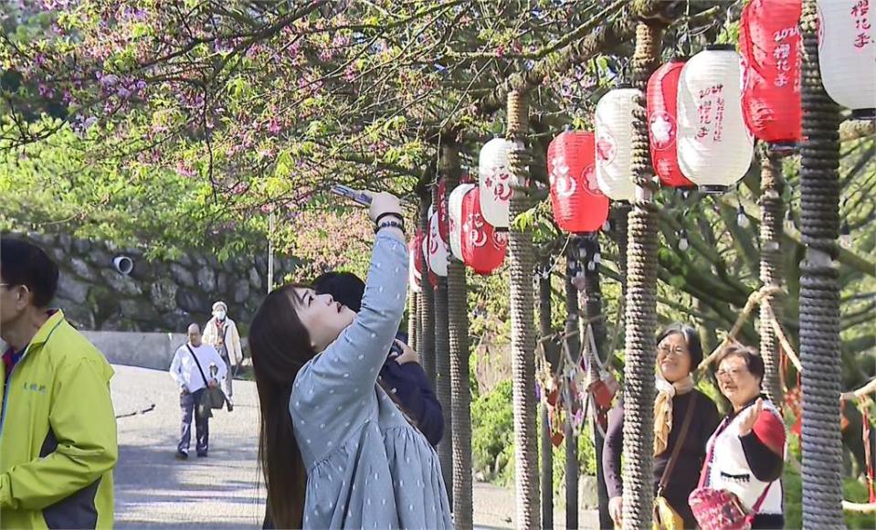 天元宮櫻花季登場　一天湧入五千人　傍晚點燈「夜櫻」洋溢東洋風情
