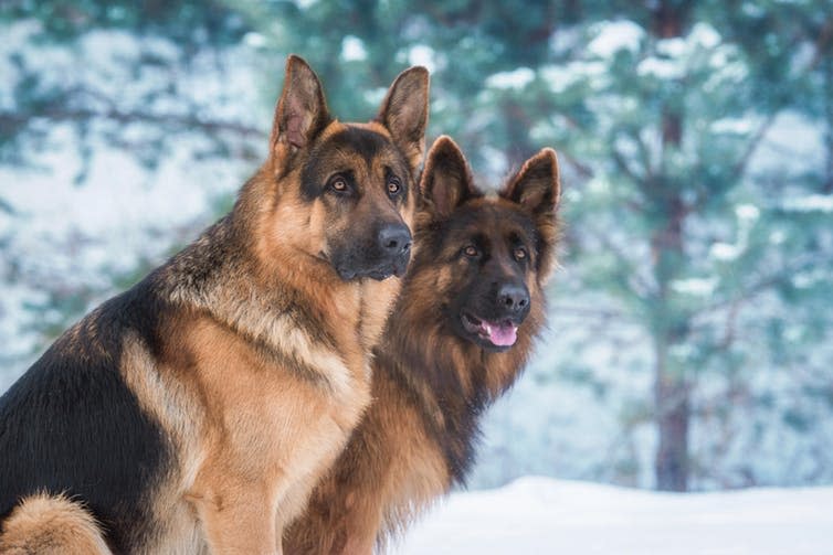 <span class="caption">German shepherds were also considered for the act.</span> <span class="attribution"><a class="link " href="https://www.shutterstock.com/image-photo/portrait-two-german-shepherd-dogs-winter-762944392?src=32McWShORrKWHhNy4yjM_w-1-4" rel="nofollow noopener" target="_blank" data-ylk="slk:Grigorita Ko/Shutterstock.com;elm:context_link;itc:0;sec:content-canvas">Grigorita Ko/Shutterstock.com</a></span>