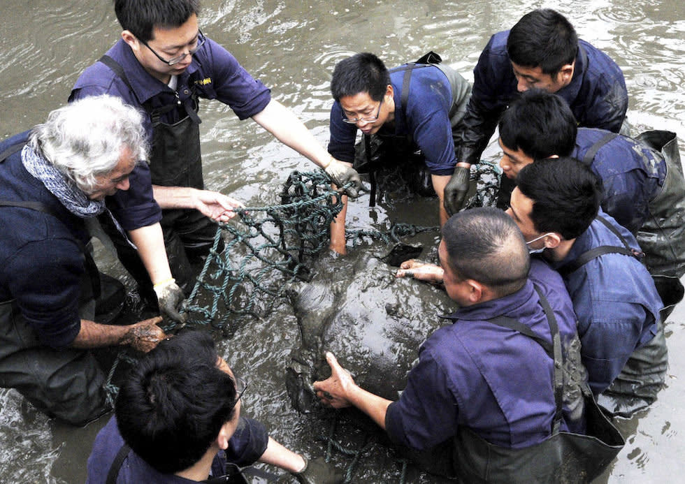 Researchers lift a female Yangtze giant softshell turtle out of the water at a zoo in Suzhou in eastern China's Jiangsu province (Picture: AP)