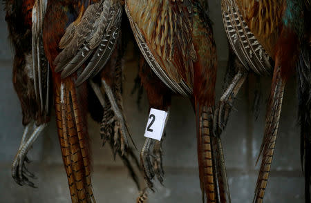 FILE PHOTO: Pheasants wait to be sold during the Christmas turkey and poultry auction at Chelford Market in Chelford, Britain December 21, 2016. REUTERS/Phil Noble/File Photo