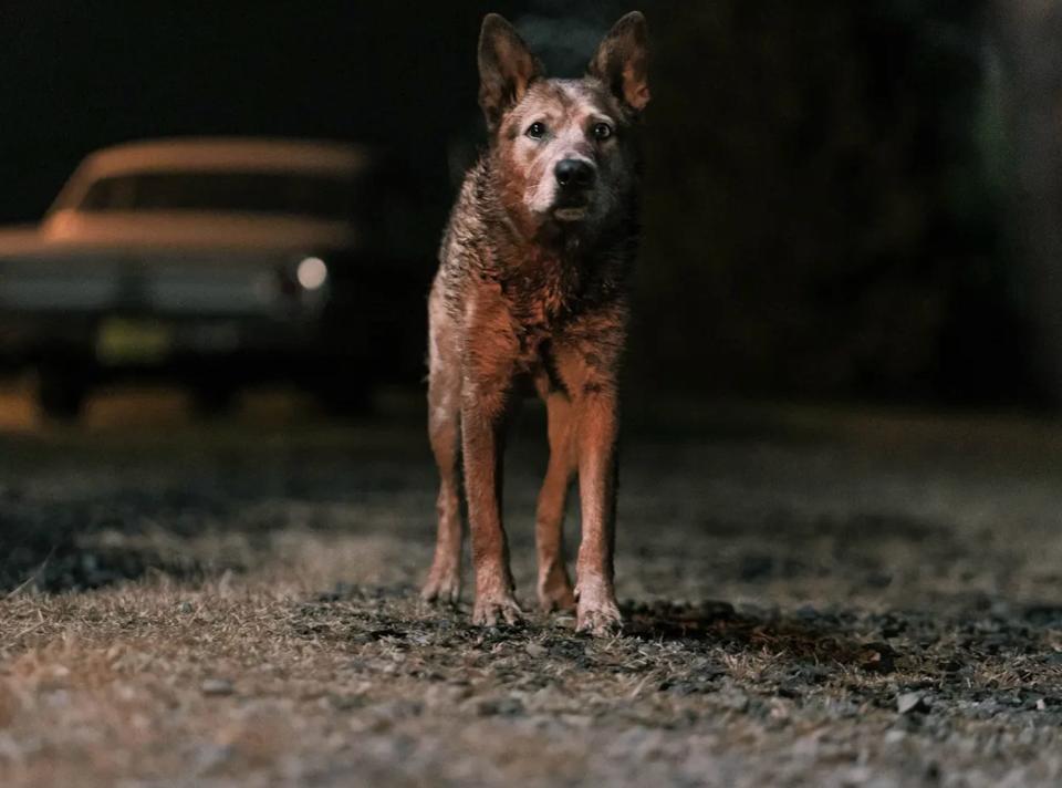 Jellybean the Australian Cattle Dog as Hedricks in "Pet Sematary: Bloodlines."