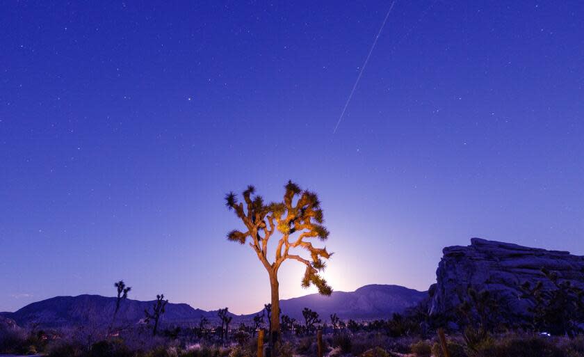 Joshua Tree, CA - April 25: The Lyrid Meteor Shower is visible over a lone Joshua Tree with competition from the rising bright light of the full Pink Moon in Joshua Tree National Park Thursday, April 25, 2024. The Lyrids are produced by dust particles left by comet C/1861 G1 Thatcher, and there are roughly 20 meteors per hour during its peak. It runs from April 16-25 with the peak on the night of the 22nd and the morning of the 23rd. Unfortunately, the full Pink Moon makes it hard to see. (Allen J. Schaben / Los Angeles Times)