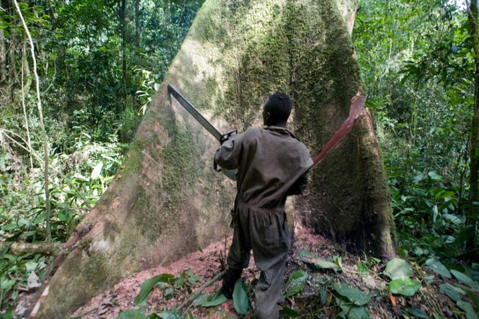 A chainsaw is taken to an old-growth tree in the Congo Basin rainforest, a vital carbon sink (© Jan-Joseph Stok / Greenpeace)