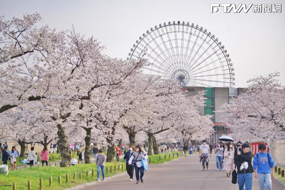 日本櫻花季是旅遊旺季，旅遊團費恐上看6萬元。（示意圖／記者盧逸峰攝）