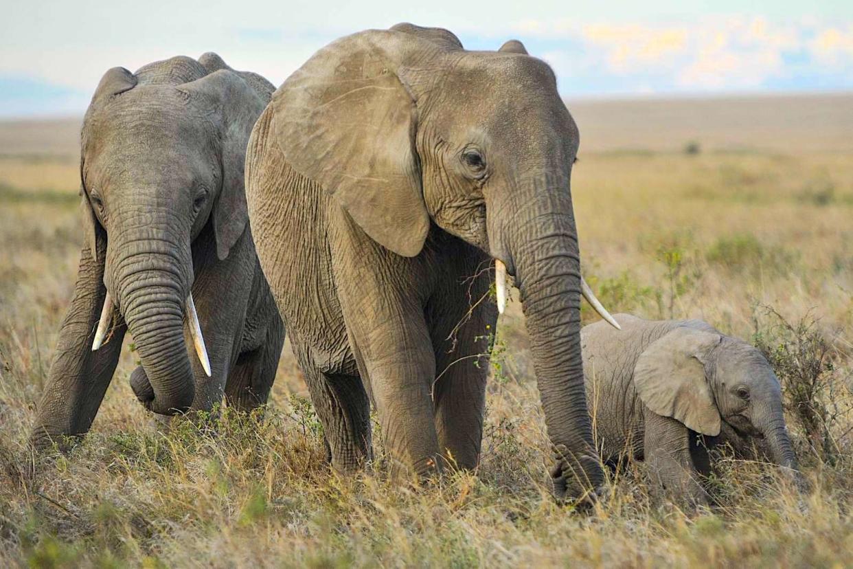 Elephants in Tanzania's Serengeti National Park. Eric Dietrich / U.S. Navy