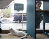 A man looks in as a cat sits at the window of the cat cafe in New York April 23, 2014. The cat cafe is a pop-up promotional cafe that features cats and beverages in the Bowery section of Manhattan.