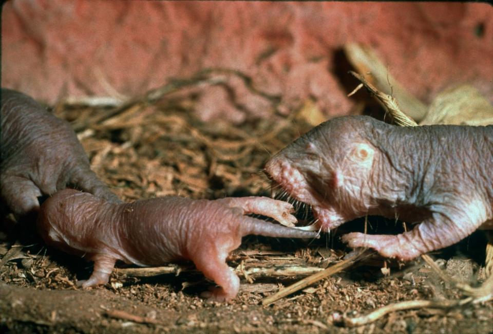 A naked mole rat adult with its baby. <cite>Shutterstock</cite>