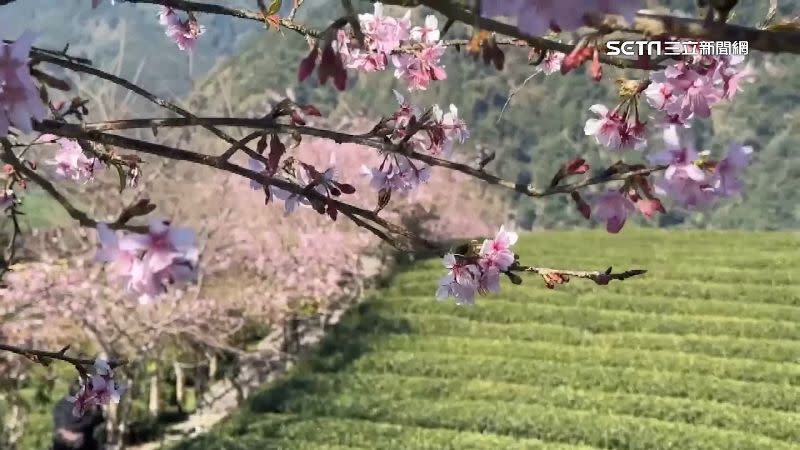 遊客驚呼看到櫻花盛綻很驚喜、很驚艷。