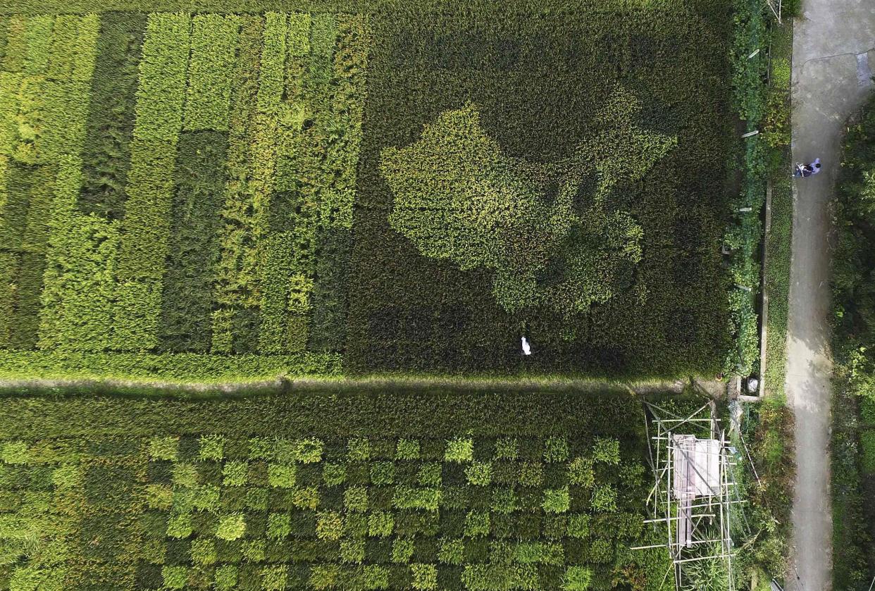 An ariel show of a paddy field in the shape of a map of China. The Chinese increasingly look to imports to feed a growing demand for rice: REUTERS