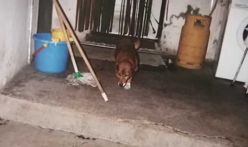 阿蘭多獒犬波比如今高齡，行走困難也視力退化。（圖／翻攝自推特）