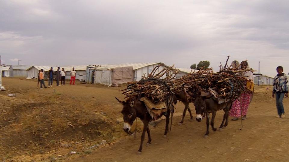 Ethiopians in a displacement camp carrying brushwood on a donkey