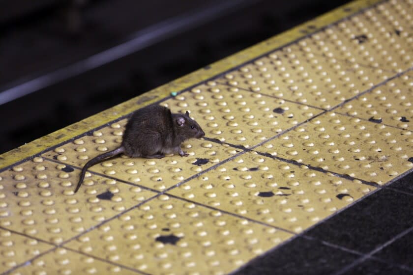 FILE - A rat crosses a Times Square subway platform in New York on Jan. 27, 2015. So far this year, people have called in some 7,100 rat sightings — that's up from about 5,800 during the same period last year, and up by more than 60% from roughly the first four months of 2019, the last pre-pandemic year. (AP Photo/Richard Drew, File)
