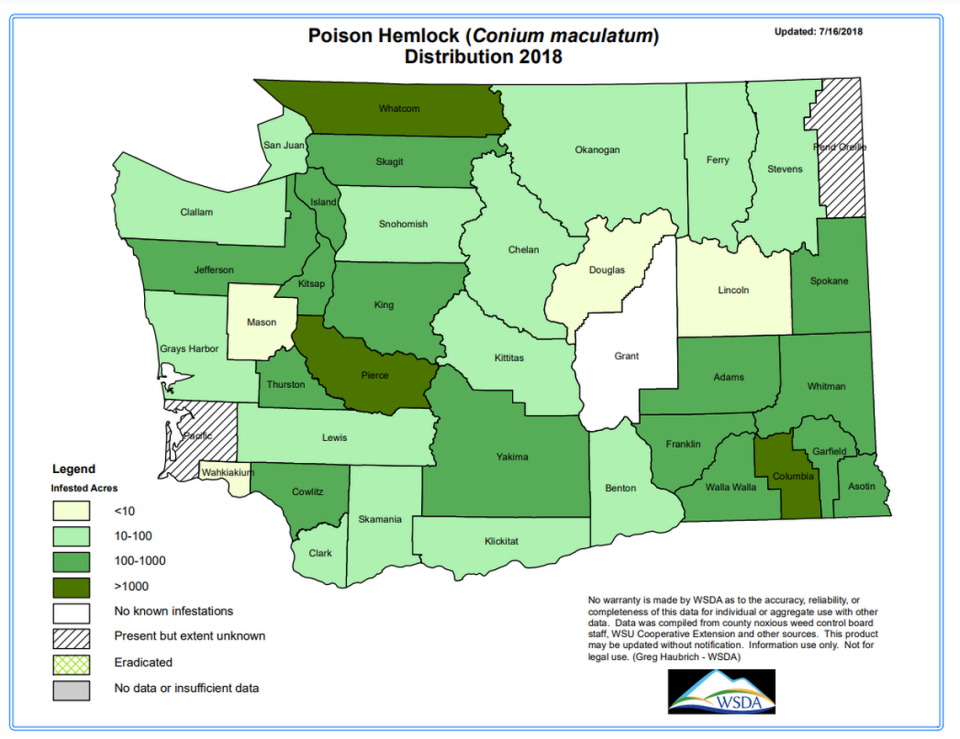 Distribution map of poison hemlock in Washington state. Courtesy: WSDA