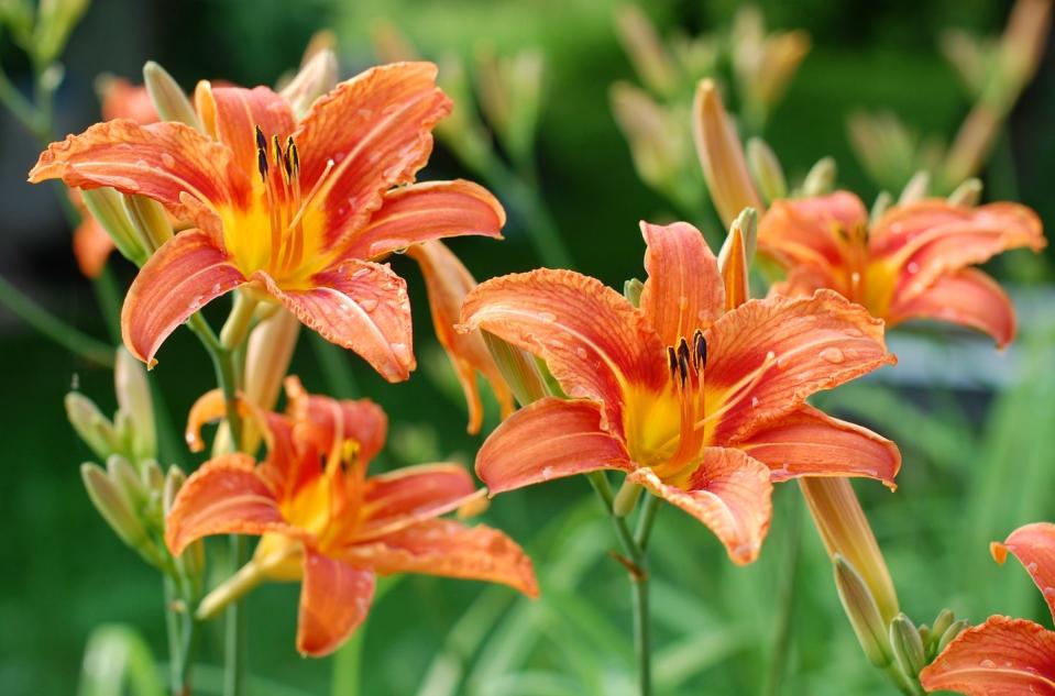 Daylily (Hemerocallis fulva)